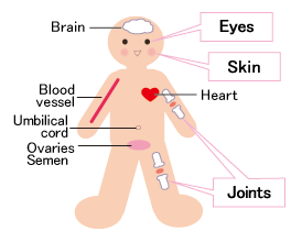 Hyaluronic Acid Foods,Foods Hyaluronic Acid